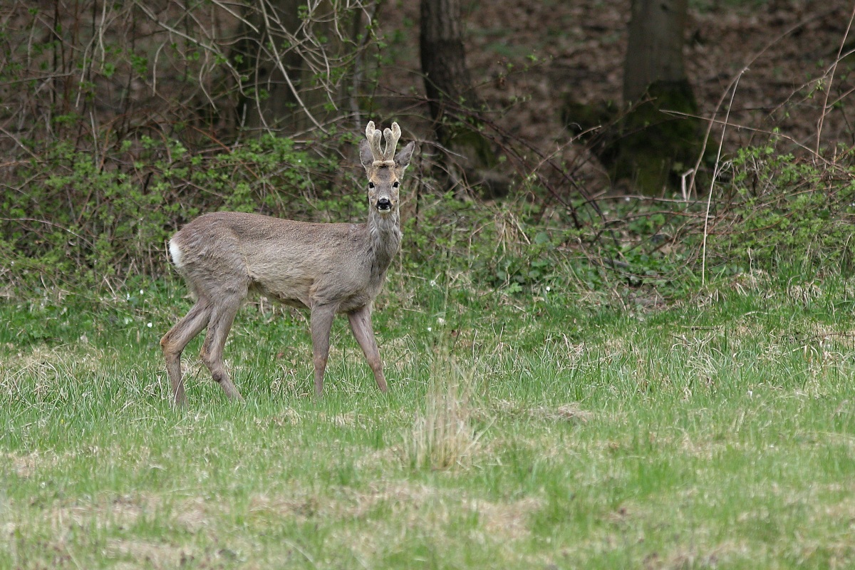 IMG_3875_1