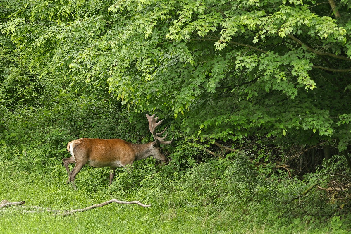 IMG_4035_1