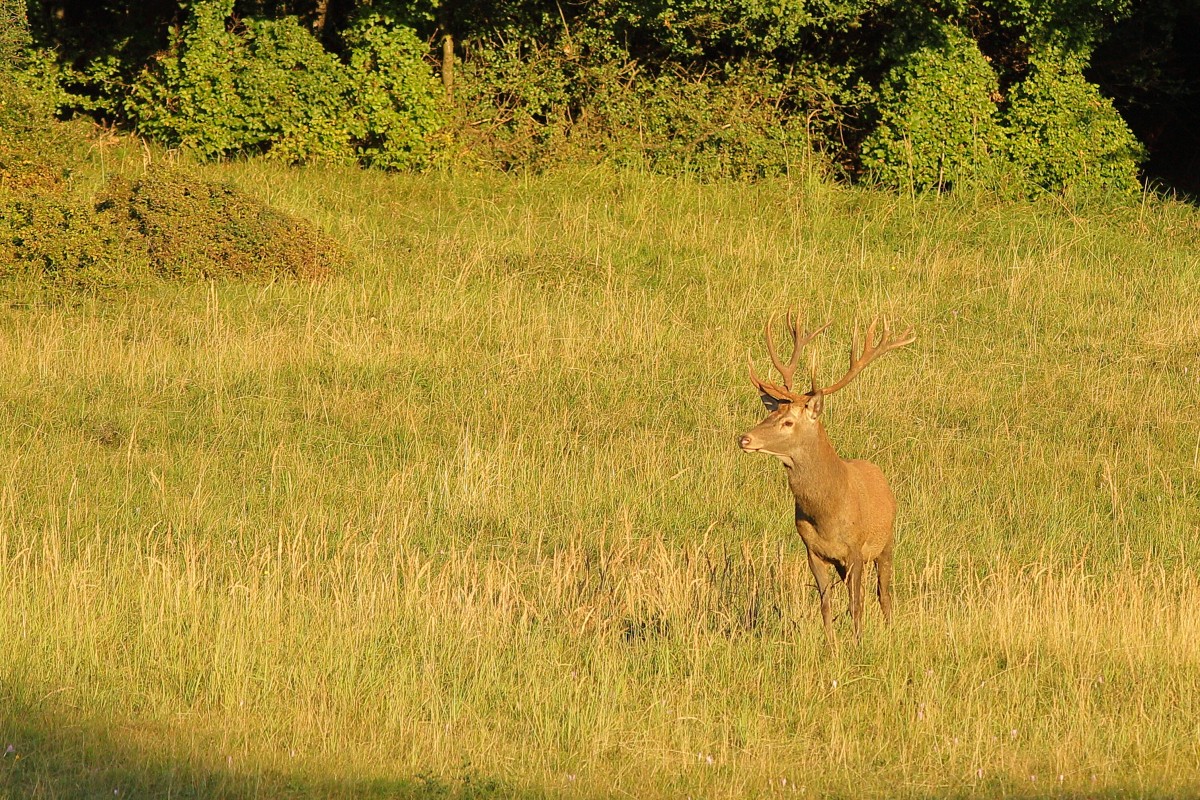 IMG_4362_1