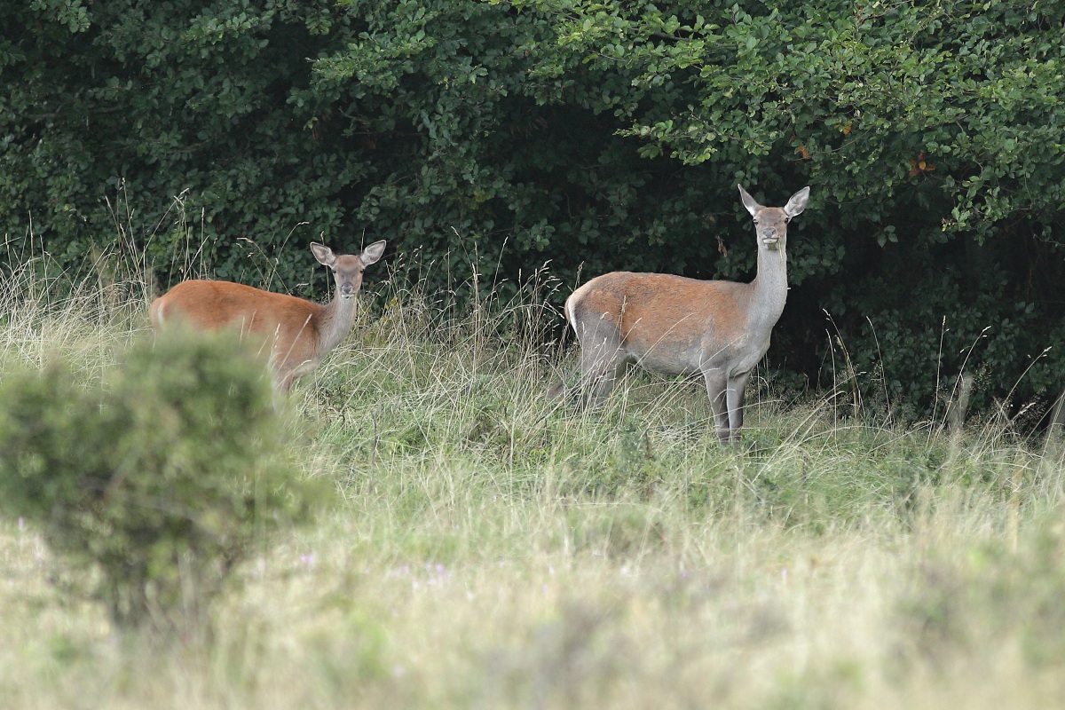 IMG_4433_1