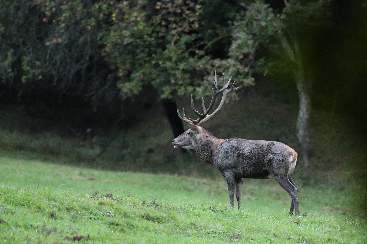 IMG_4477_1