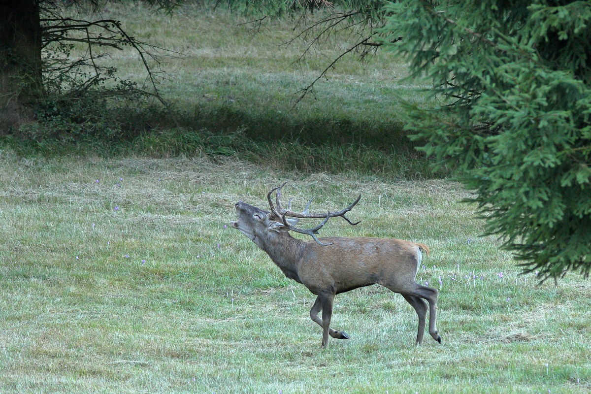 IMG_5674_1
