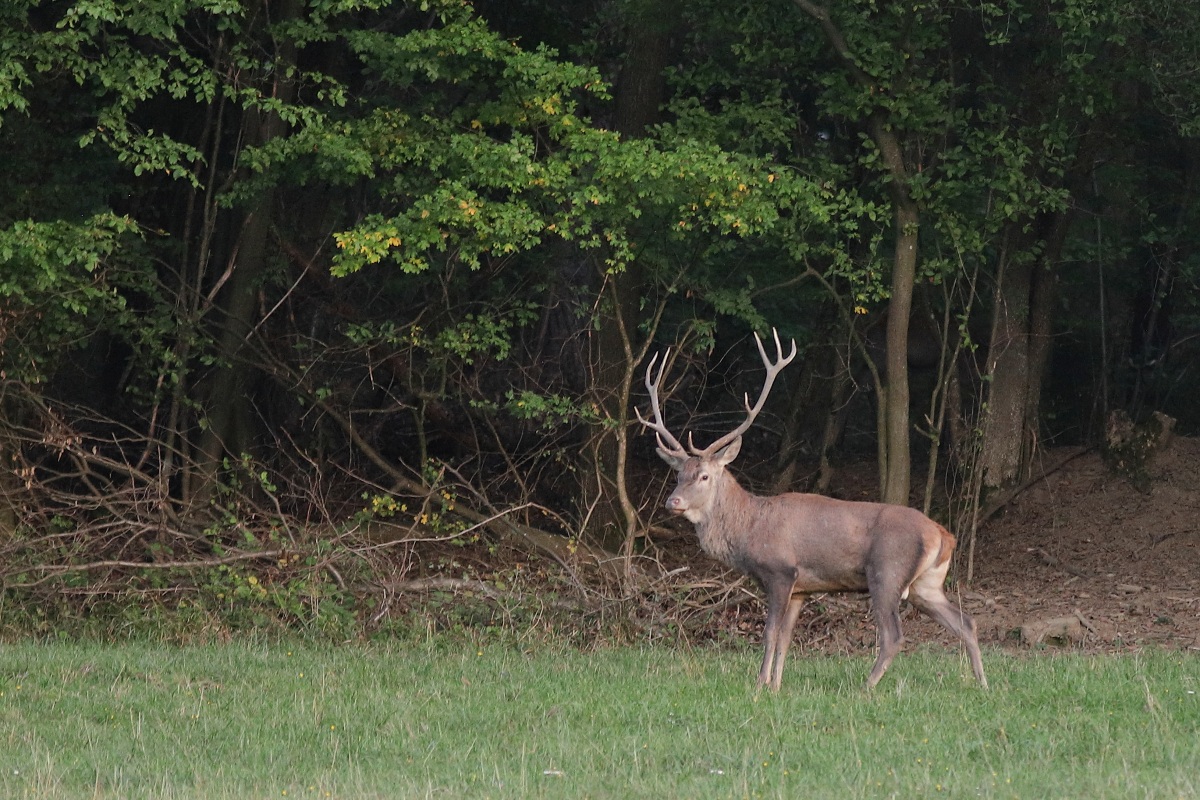 IMG_5683_1